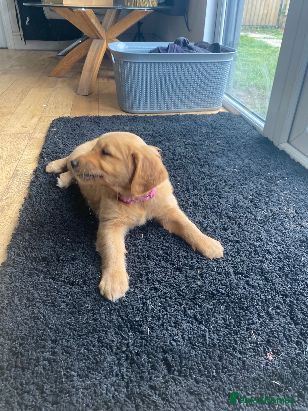 Golden Retriever dogs for sale: Kc pedigree golden retrievers (fox red  in Malton - Image 21