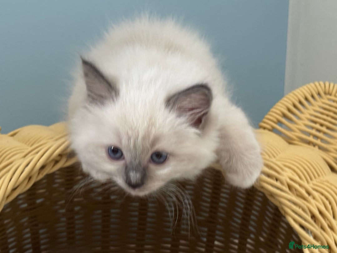 Ragdoll cats for sale:  gccf blue mitted girl champion lines 1 left  - Image 2