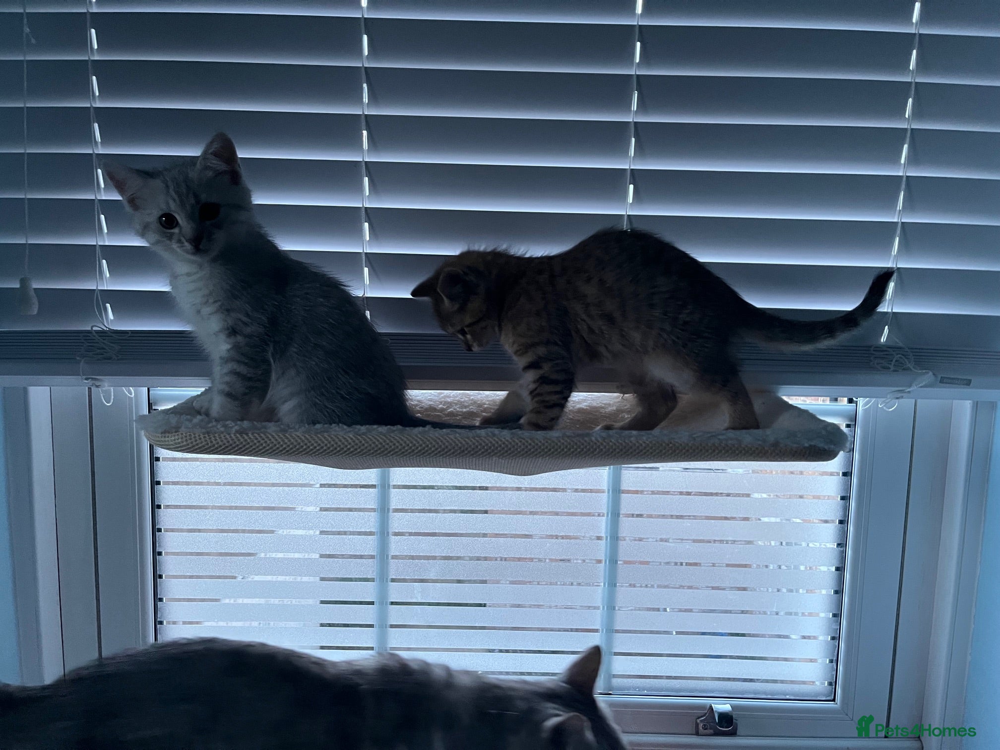 British Shorthair cats for sale: BHS x kittens - Advert 14