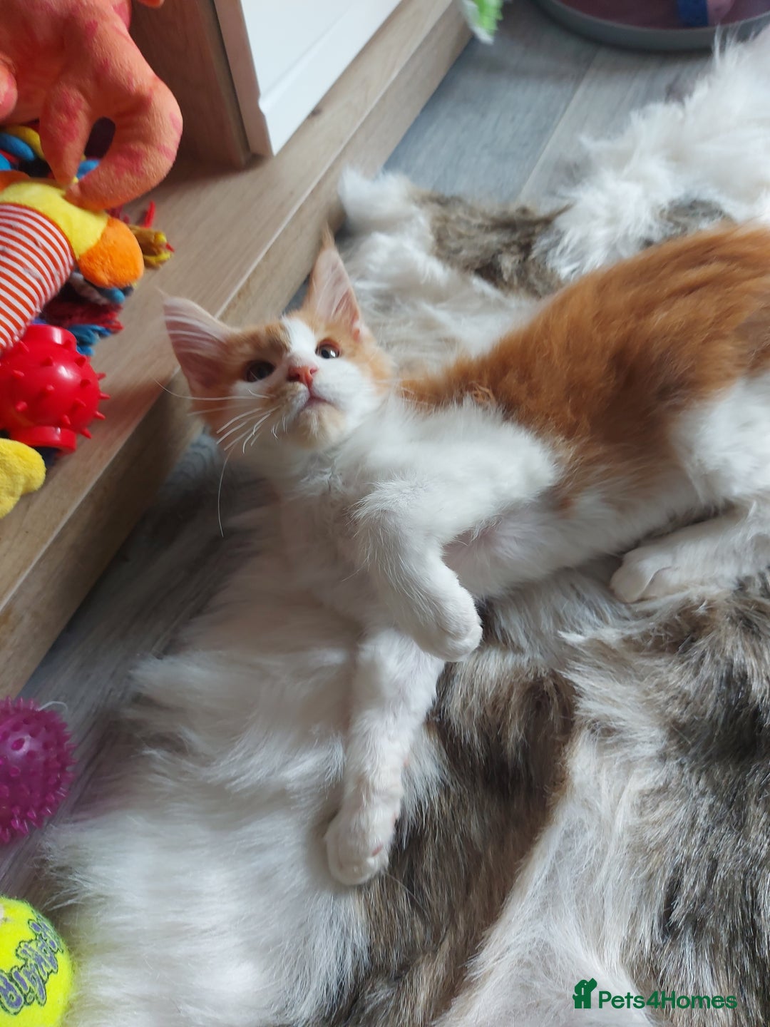 Maine Coon cats for sale: Beautiful XXL Maine-coon kittens 😸 ♥️  - Image 20