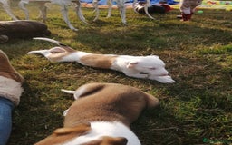 Mixed Breed dogs for sale: Beautiful lurcher puppies - Image 7