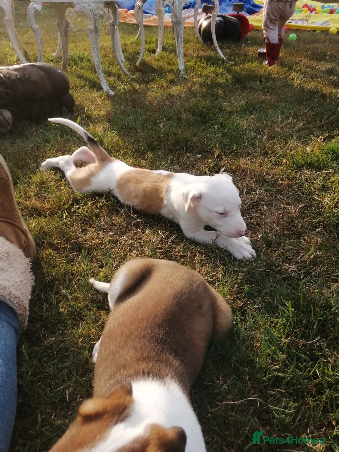 Mixed Breed dogs for sale: Beautiful lurcher puppies - Image 7