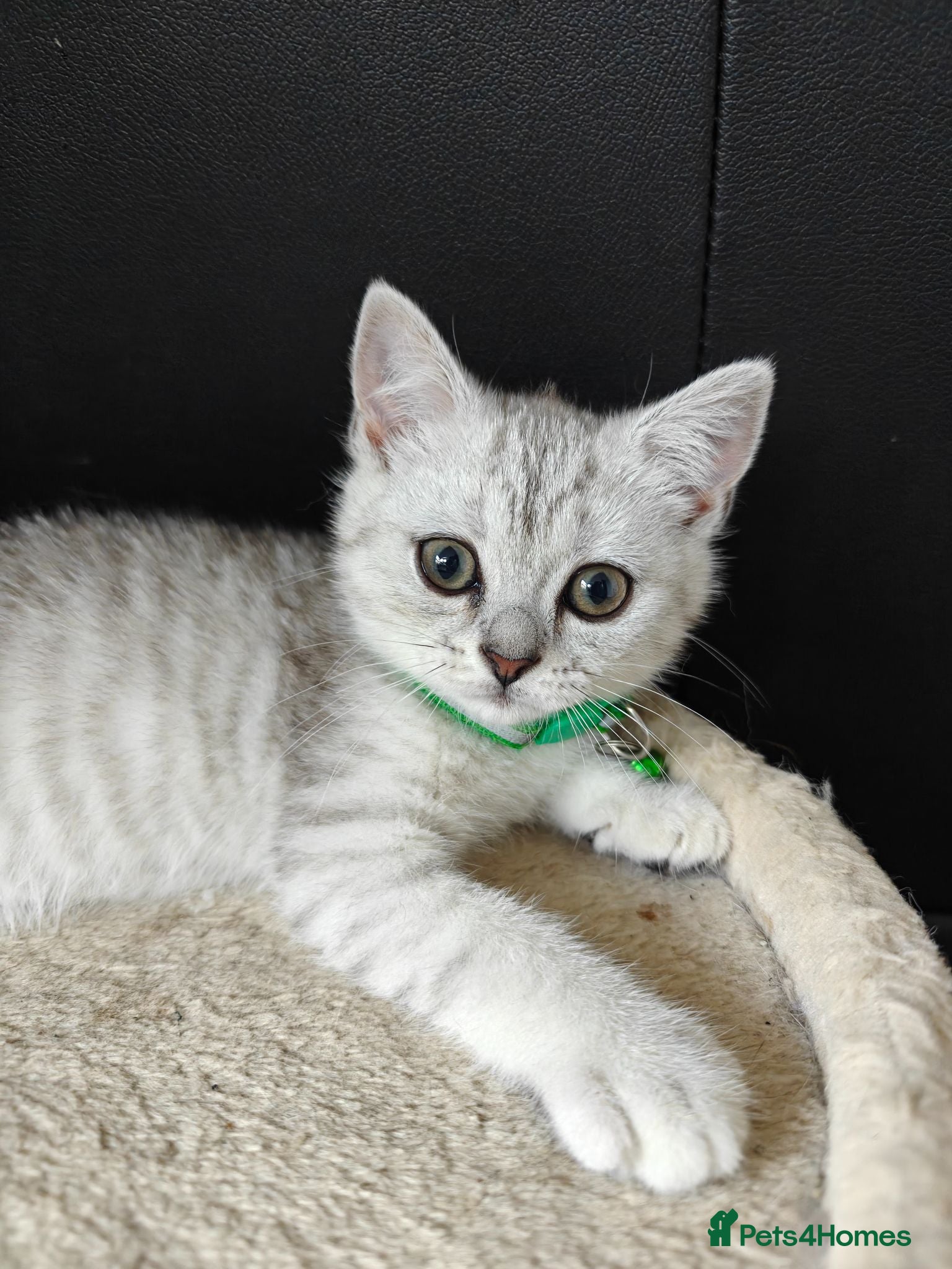 Scottish Fold cats Scottish straight kittens available. - Advert 6