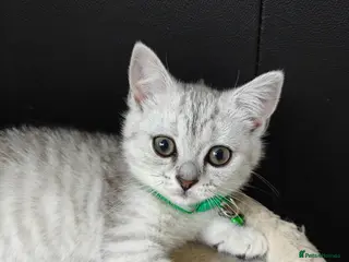 Scottish Fold cats Scottish straight kittens available. - Advert 1
