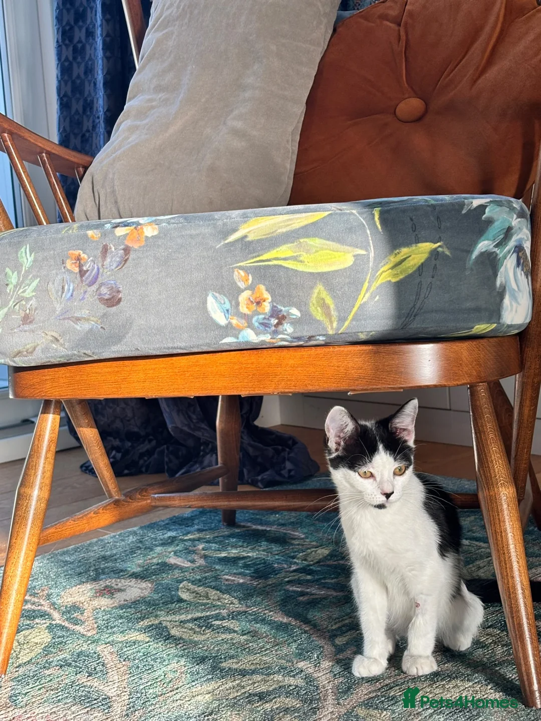 Domestic Shorthair cats for adoption: Jelly & Custard, 4 month old sisters  in Reading - Advert 6