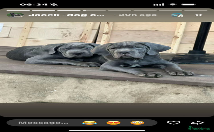 Cane Corso dogs - Advert 2