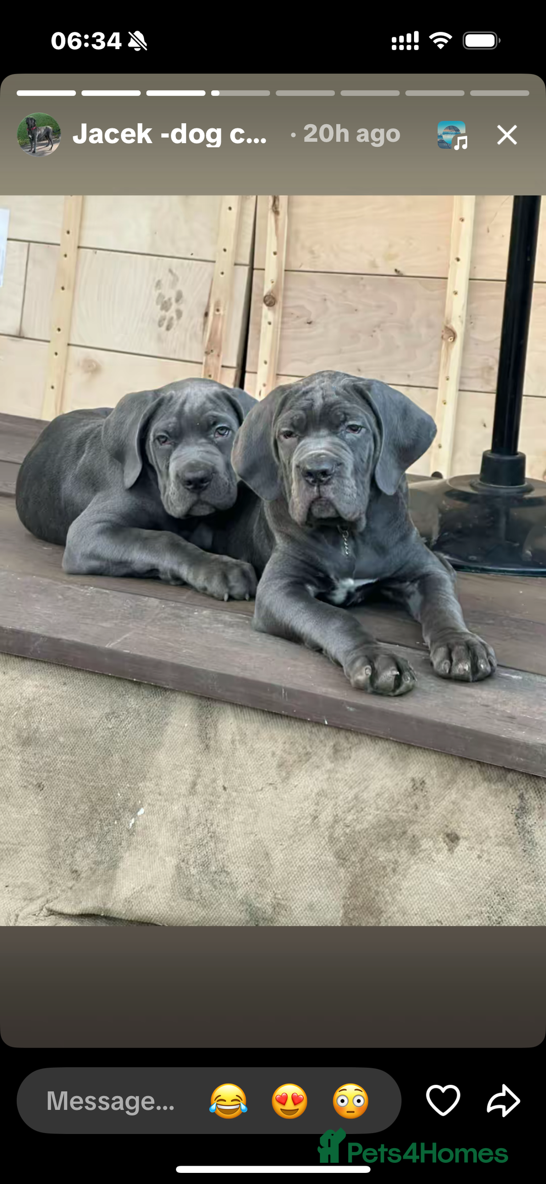 Cane Corso dogs for sale:  Pure breed Cane Corso  Puppies Looking for Homes  - Advert 1