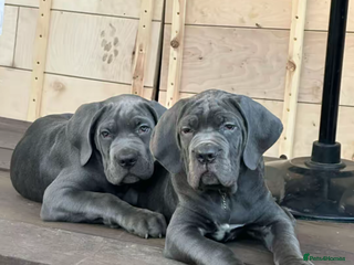 Cane Corso dogs Pure breed Cane Corso Puppies Looking for Homes - Advert 17
