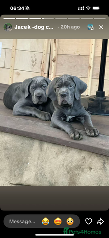 Cane Corso dogs - Advert 2