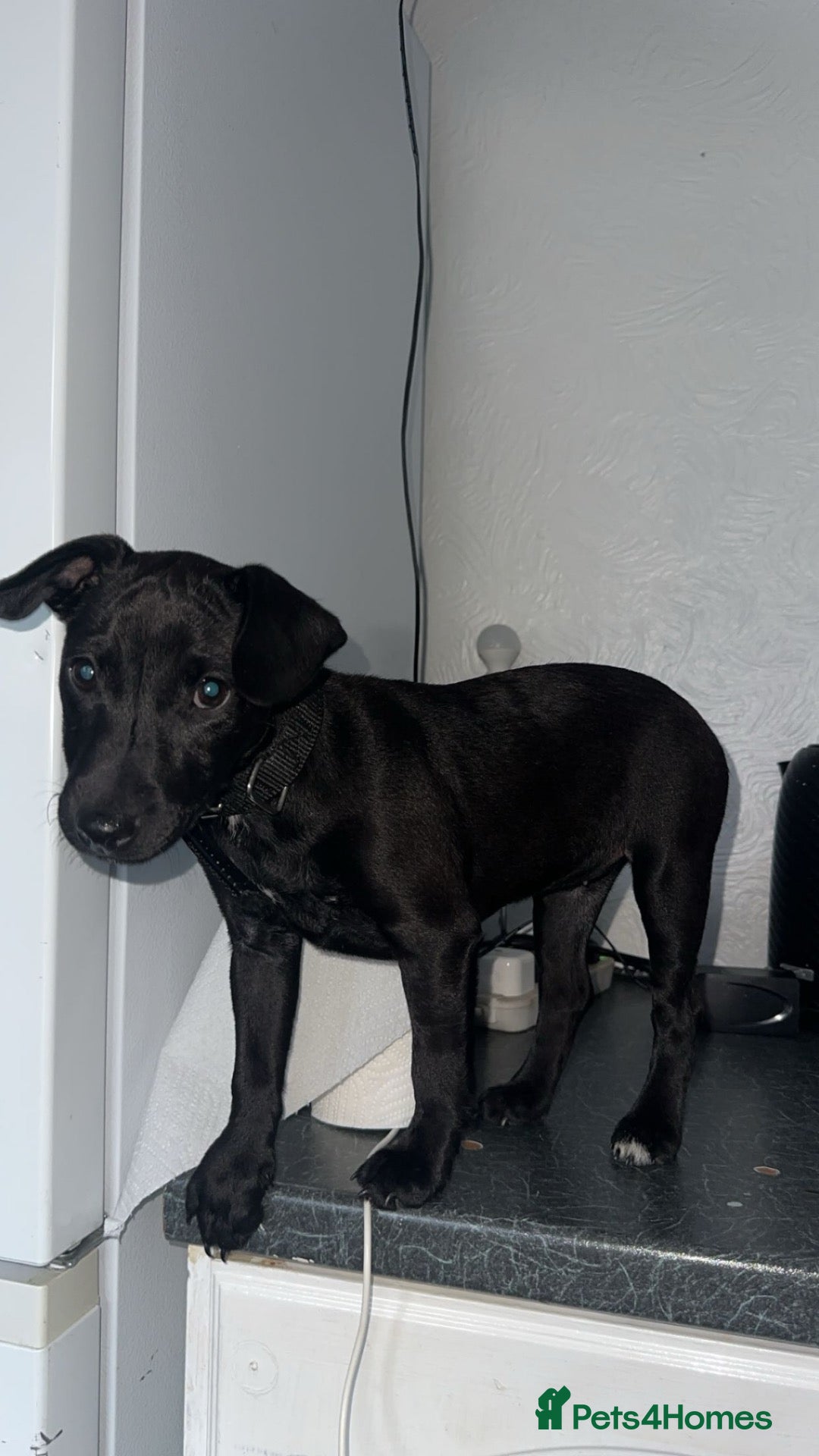 Patterdale Terrier dogs Patterdale girl 4 month  - Advert 1