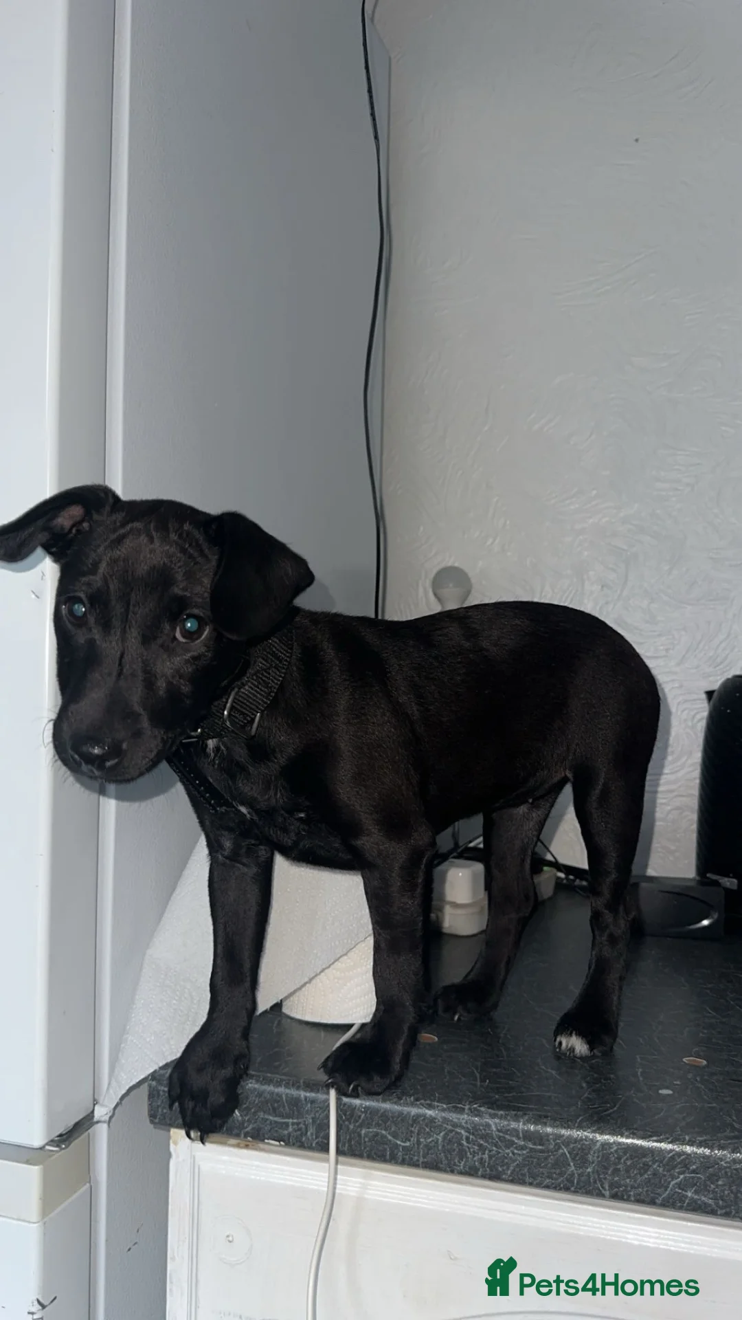 Patterdale Terrier dogs for sale: Patterdale girl 4 month  - Advert 2