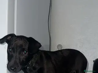 Patterdale Terrier dogs Patterdale girl 4 month - Advert 3