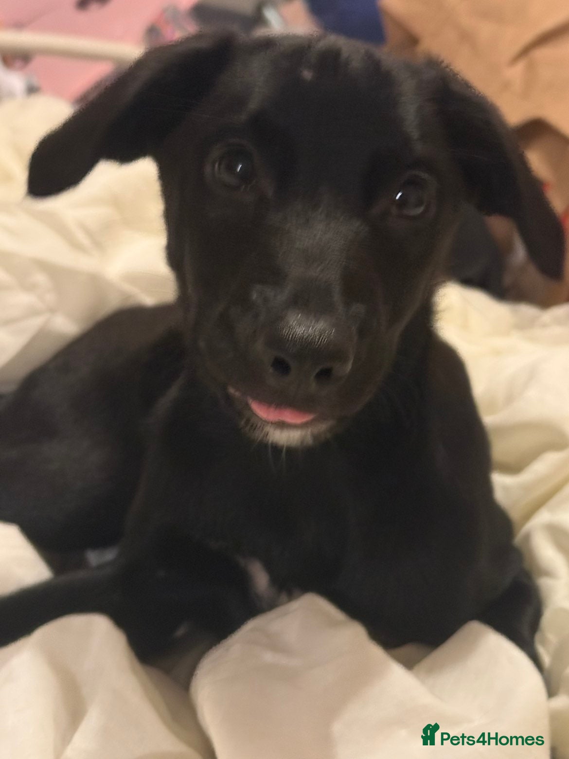 Mixed Breed dogs Labrador Collie Cross Puppy - Advert 16