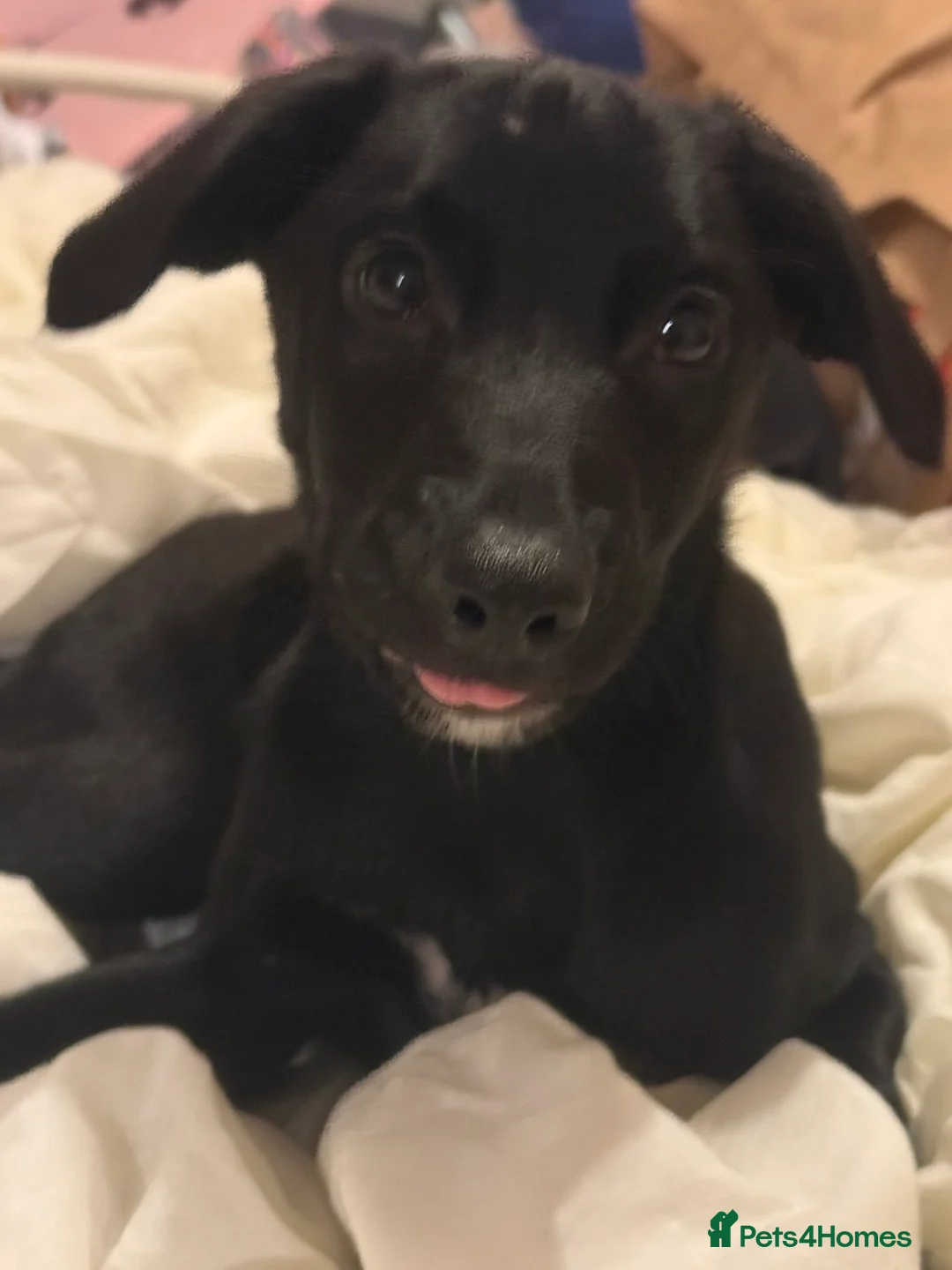 Mixed Breed dogs for sale: Labrador Collie Cross Puppy - Advert 1