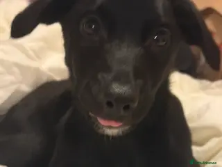 Mixed Breed dogs Labrador Collie Cross Puppy - Advert 1