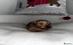 Miniature Dachshund dogs for sale: Miniature Longhair Dachshund Puppies  - Image 10