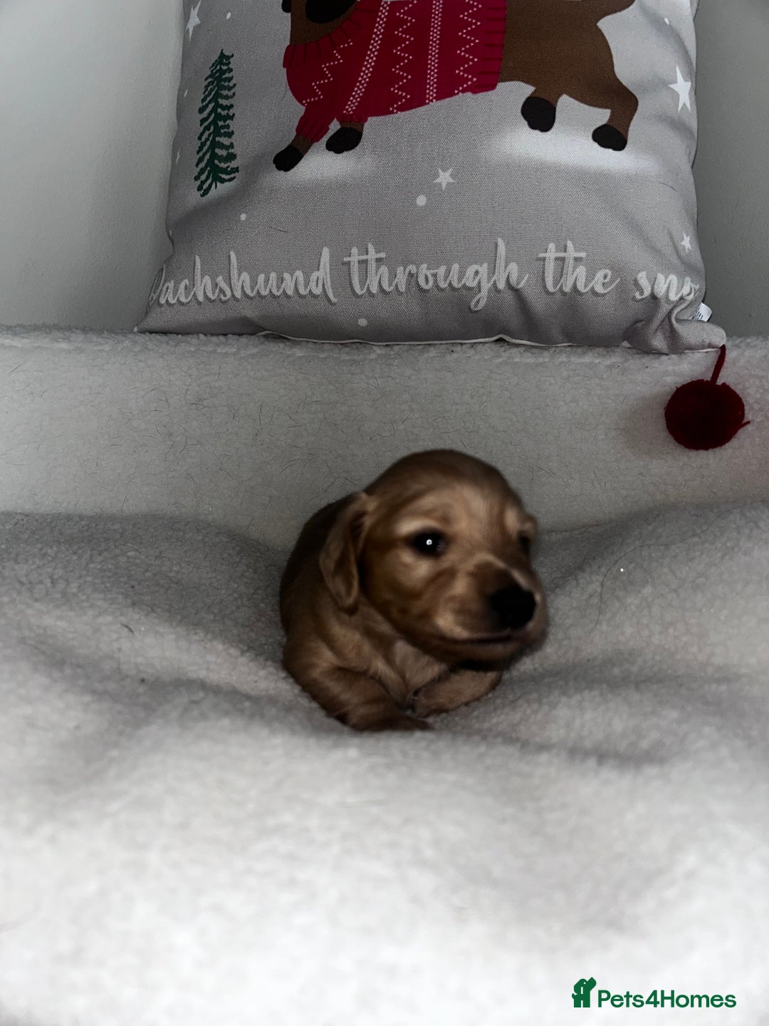 Miniature Dachshund dogs for sale: Miniature Longhair Dachshund Puppies  - Image 10