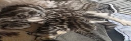 Bengal cats for sale: TICA Snow & Silver Health Tested Bengal Kittens - Advert 4