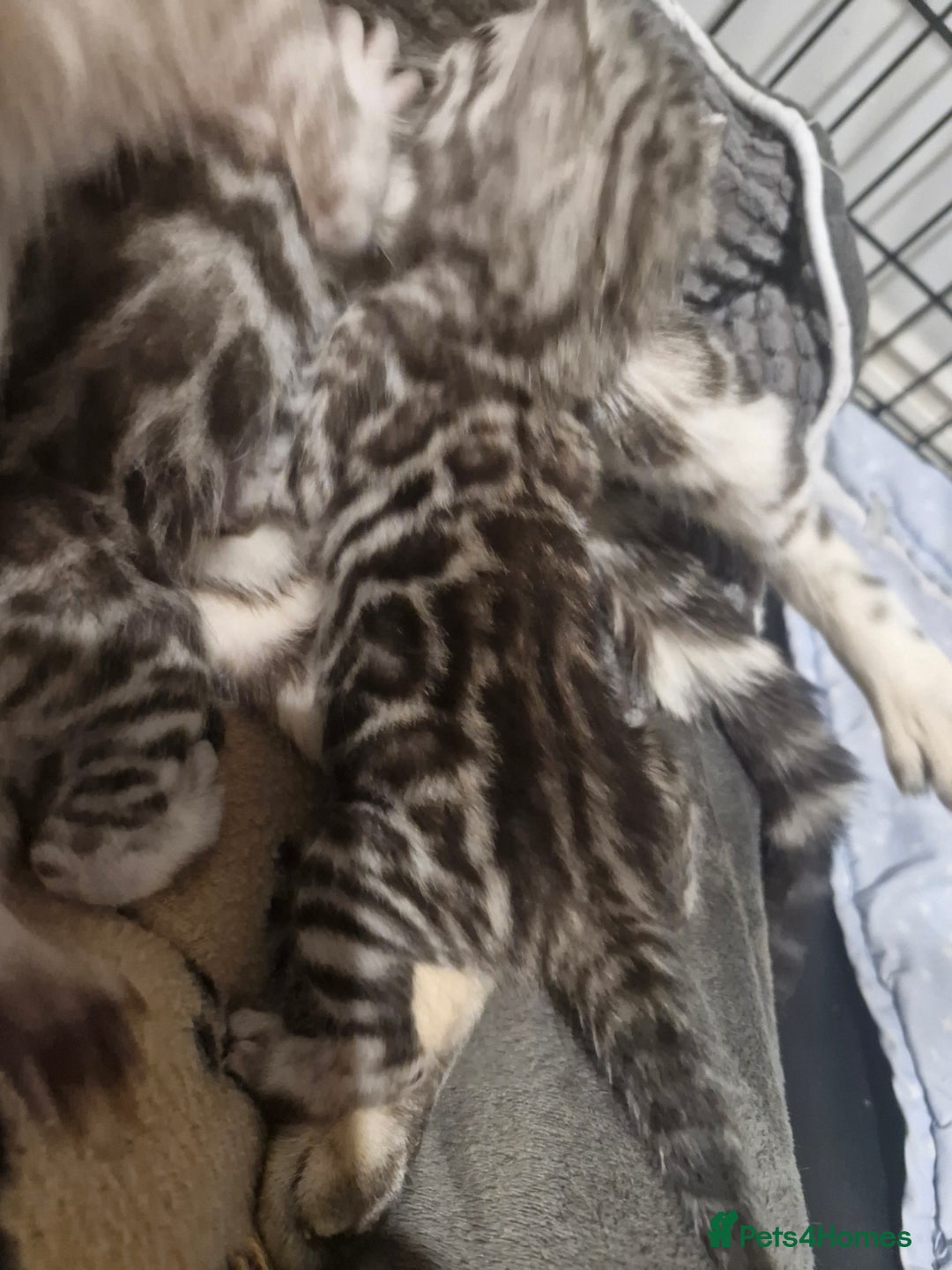 Bengal cats for sale: TICA Snow & Silver Health Tested Bengal Kittens - Advert 4
