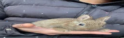 Netherland Dwarf rabbits for sale: Pure Netherland Dwarfs  - Advert 4