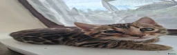 Bengal cats for sale: 3 adorable pedigrees bengal kitten  - Advert 9