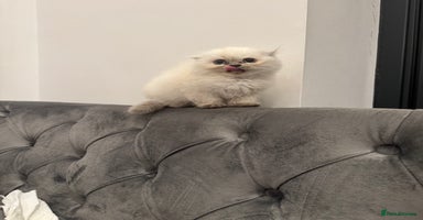 Scottish Fold cats - Advert 15