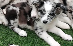 Border Collie dogs for sale: Stunning litter of blue merle border collies - Image 19