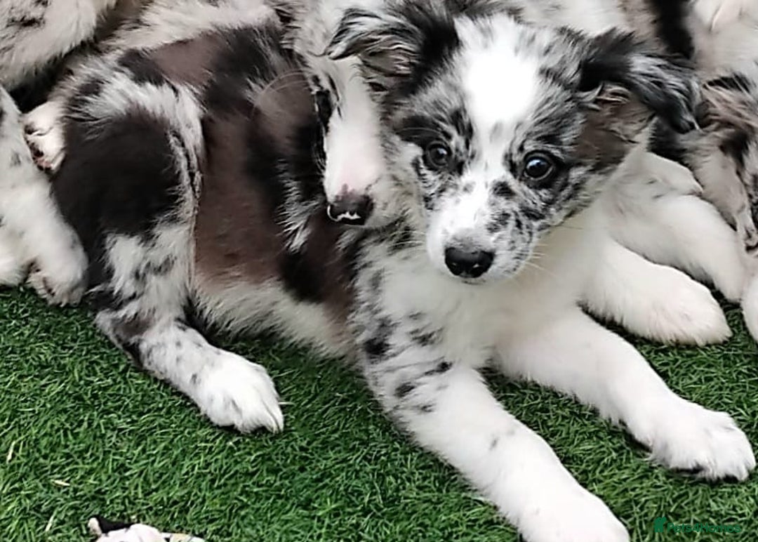 Border Collie dogs for sale: Stunning litter of blue merle border collies - Image 19