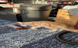 Maine Coon cats for sale: Perfect red cream boy  - Image 8