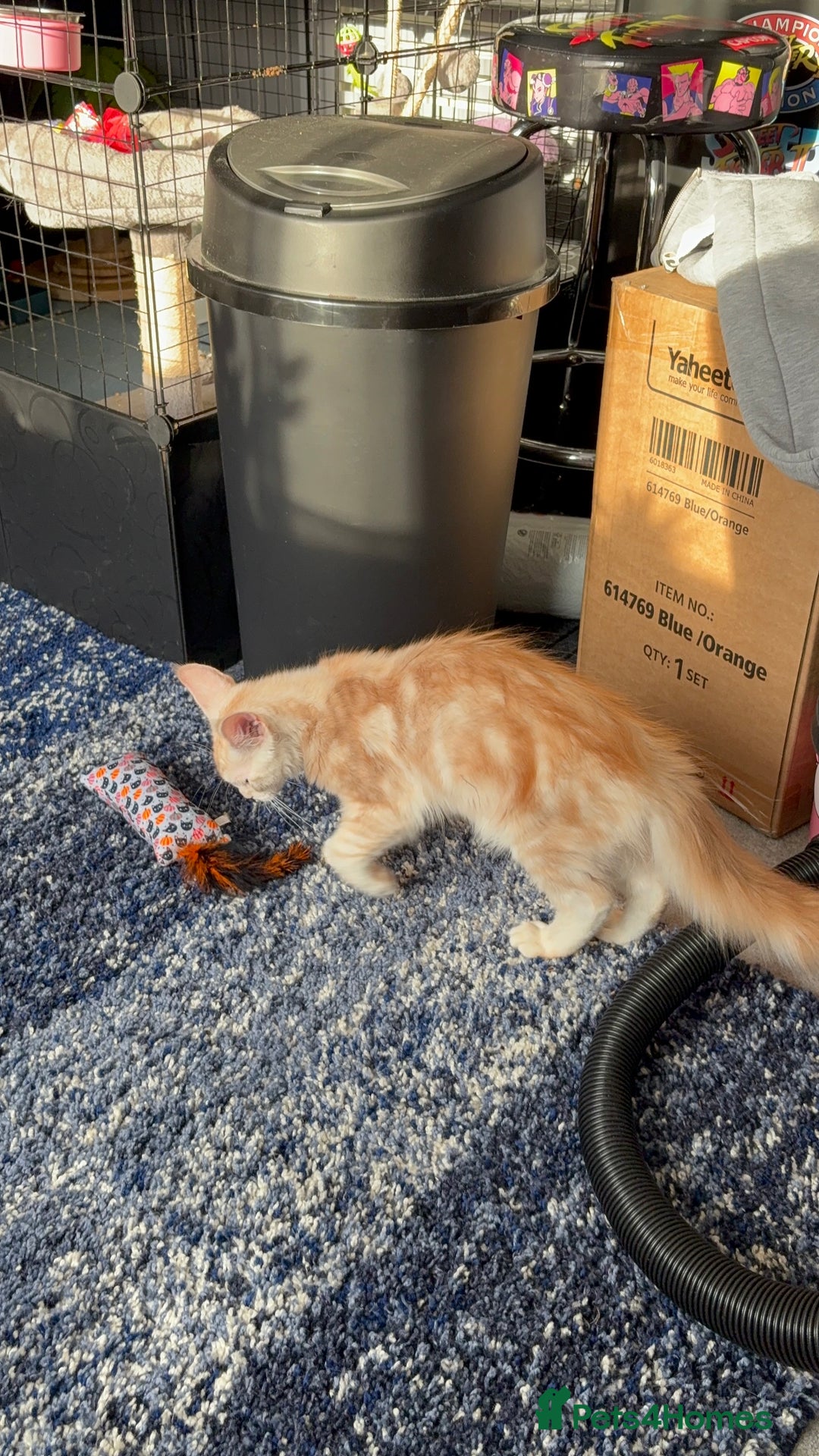 Maine Coon cats for sale: Perfect red cream boy  - Image 8