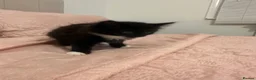 Mixed Breed cats for sale: Kitten  in Wolverhampton - Advert 6