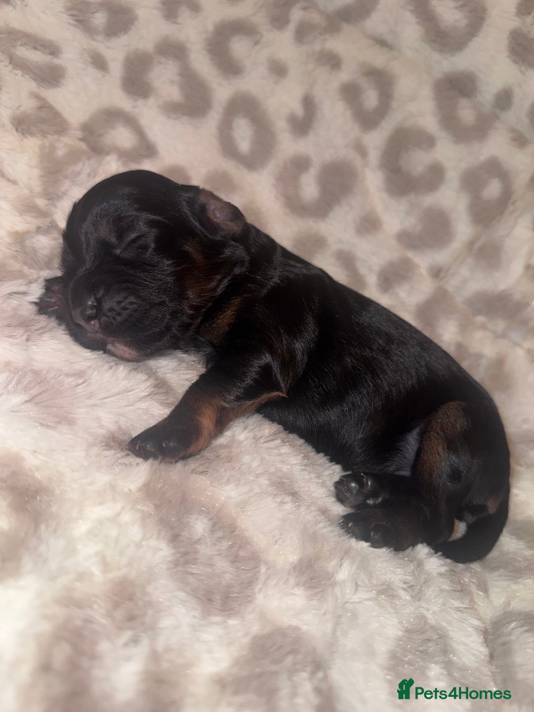 Cocker Spaniel dogs for sale: Health tested KC Registered working cocker Spaniel - Advert 8