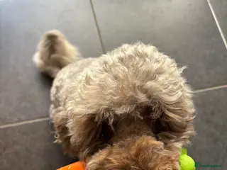 Cockapoo dogs Beautiful f1b cockapoos genetically tested - Advert 2