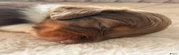 Miniature Dachshund dogs for sale: Adorable long haired miniature dachshund  in Bristol - Advert 8