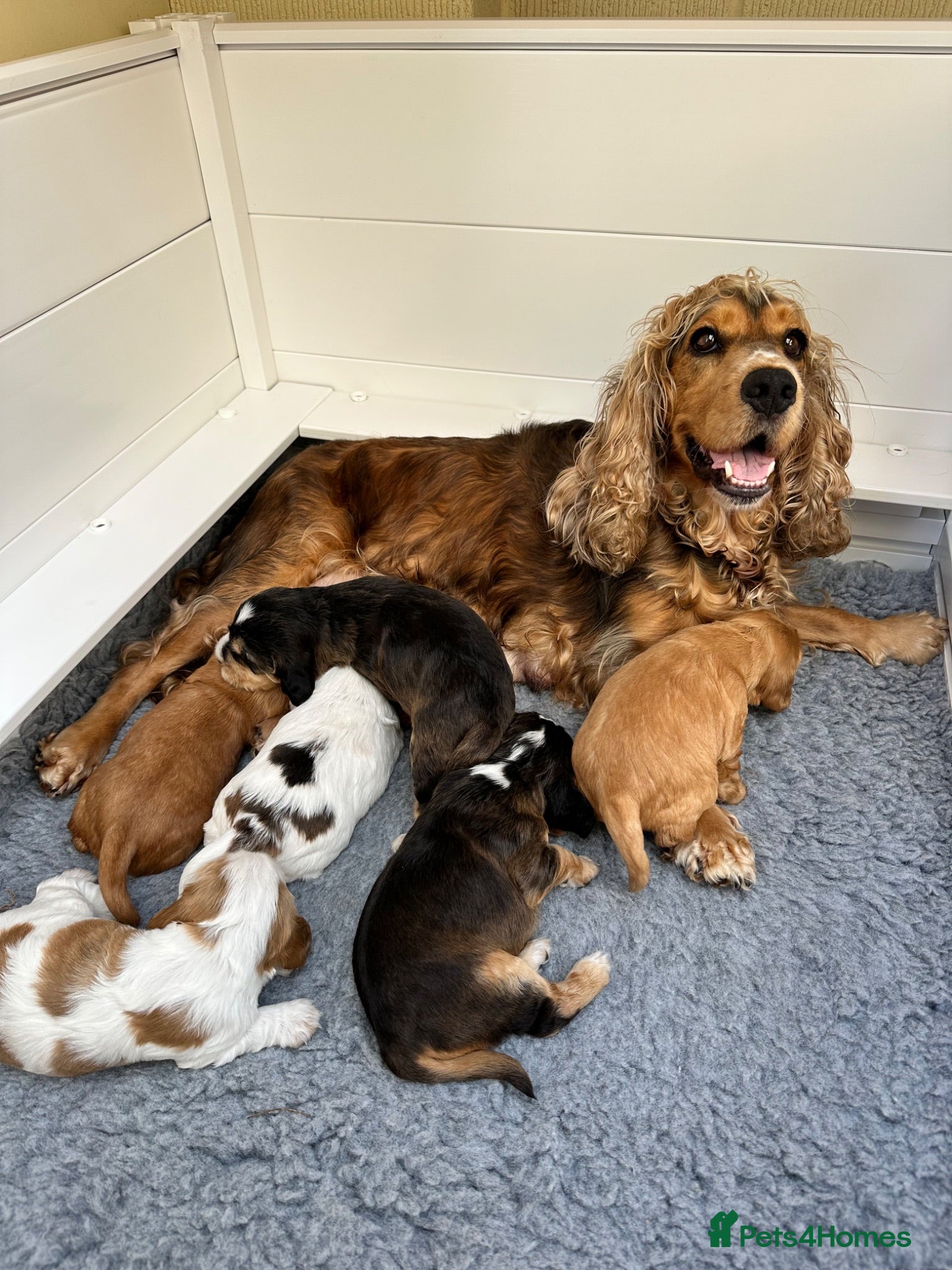 Cocker Spaniel dogs Beautiful Show Type Cocker Spaniels - Advert 1