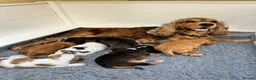 Cocker Spaniel dogs for sale: Beautiful Show Type Cocker Spaniels in Ongar - Advert 1