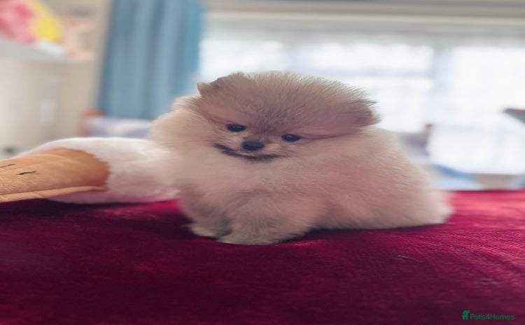 Pomeranian dogs - Advert 2