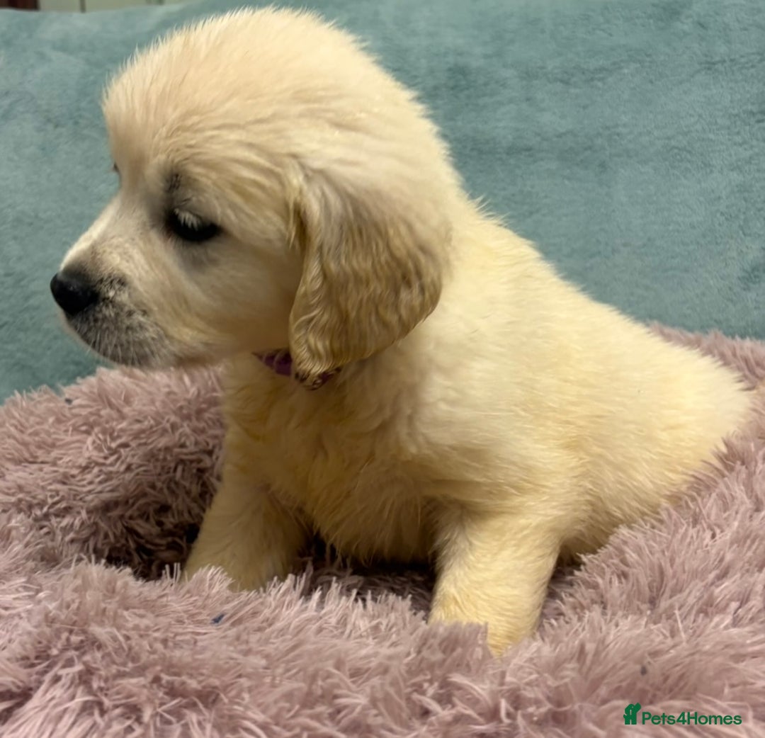 Golden Retriever dogs for sale: KC Golden Retriever Puppies for sale - Advert 17