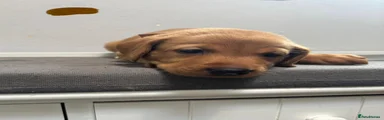 Labrador Retriever 1