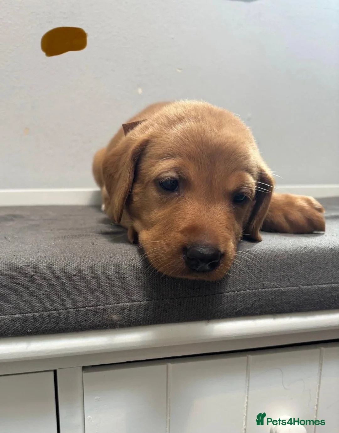 Labrador Retriever dogs for sale: 10 adorable fox red Labrador puppies  - Advert 39