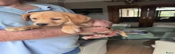 Labrador Retriever dogs for sale: Golden Labrador Puppies - Advert 10
