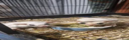 Mixed Breed rabbits for sale: Sugar glider joey - Advert 7