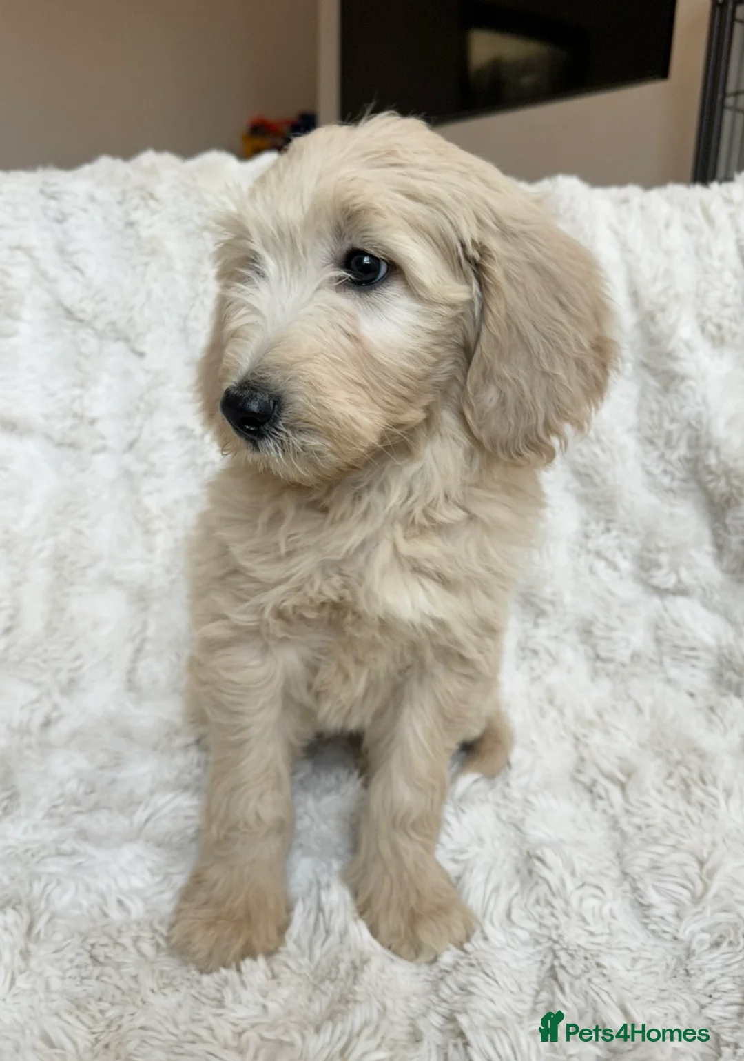 Goldendoodle dogs for sale: Big chunky doodles looking for homes  - Advert 15