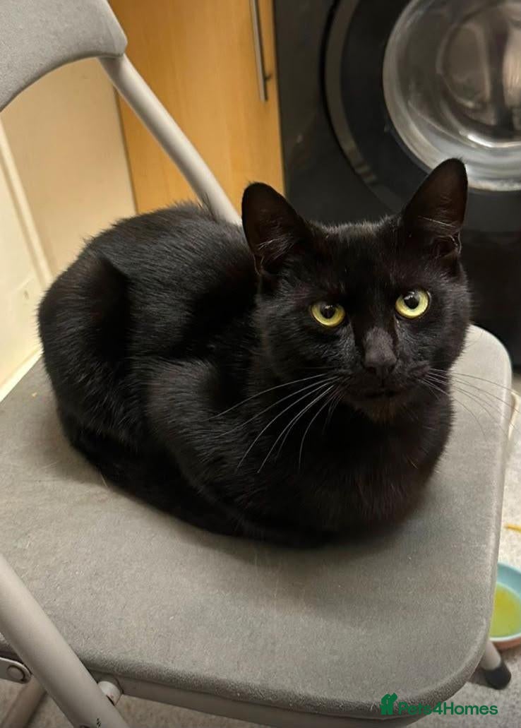 Mixed Breed cats Gorgeous black boy Zac looking for a home - Advert 2