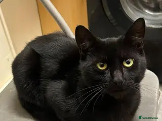 Mixed Breed cats Gorgeous black boy Zac looking for a home - Advert 6