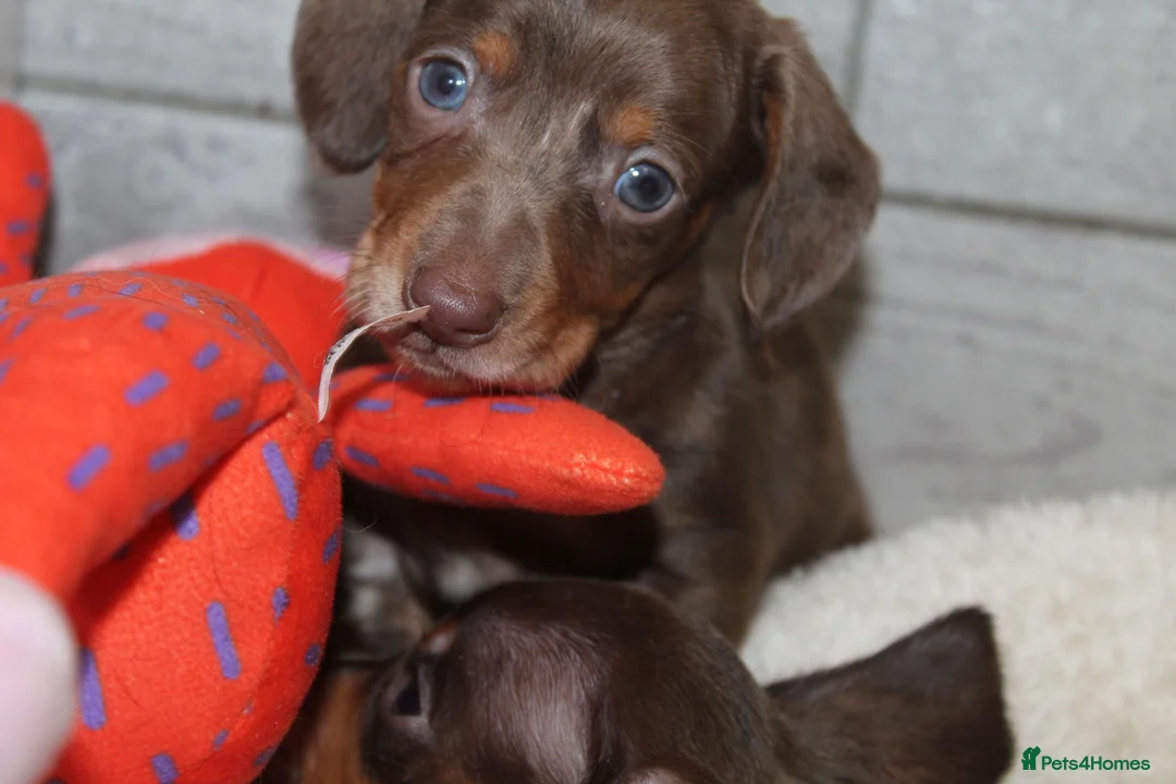 Miniature Dachshund dogs for sale: 🩷✨Available mini PRA clear pups !✨🩷 - Advert 13