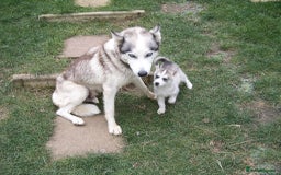 Siberian Husky dogs for sale: Siberian Husky puppies for sale ready now - Image 7