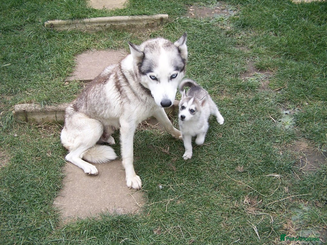 Siberian Husky dogs for sale: Siberian Husky puppies for sale ready now - Image 7