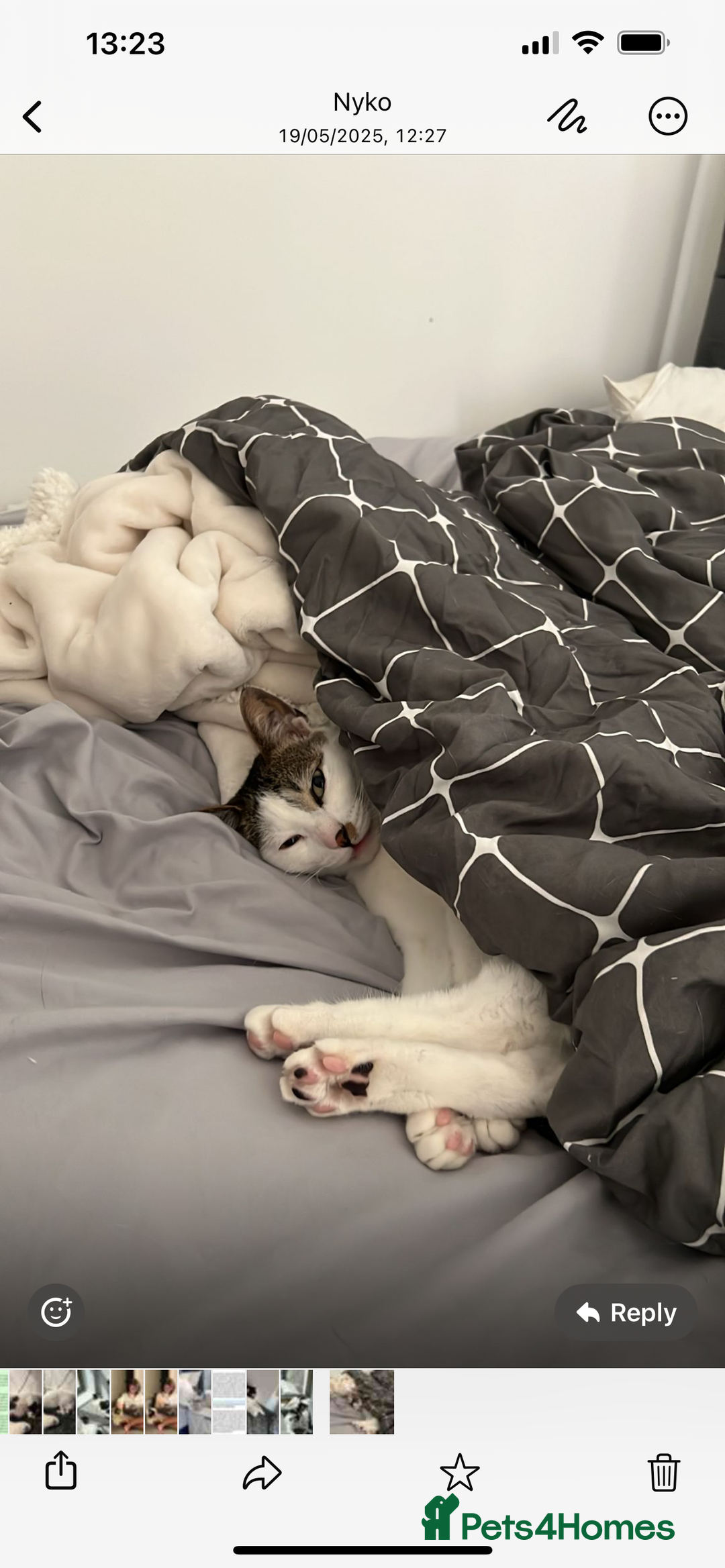 Mixed Breed cats for sale: Affectionate Cat Looking for a Forever Home - Image 10