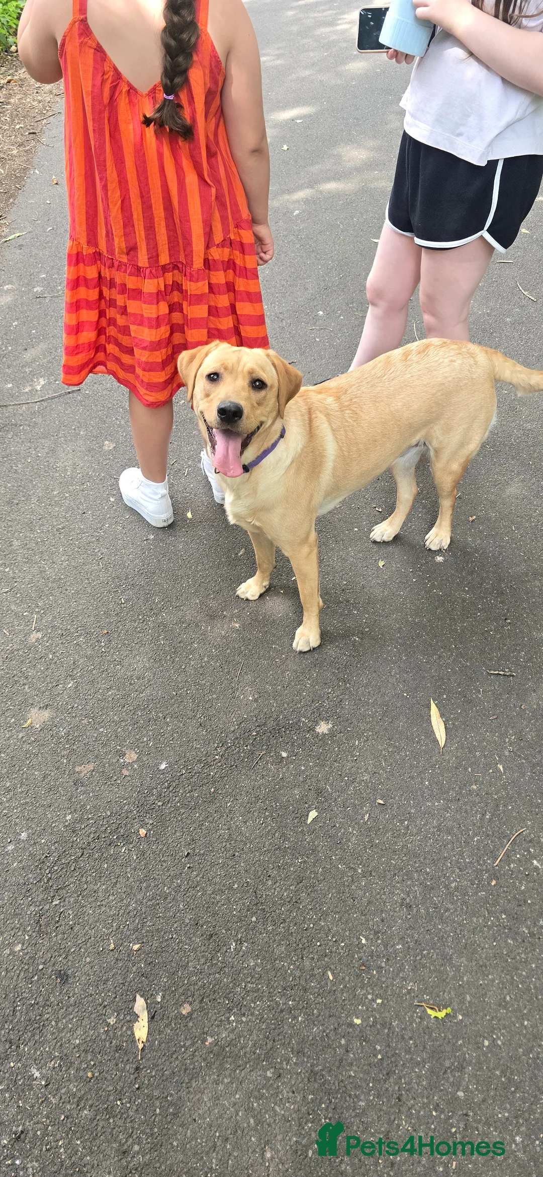 Labrador Retriever dogs for sale: Pedigree Labradore Retriever for adoption - Advert 2